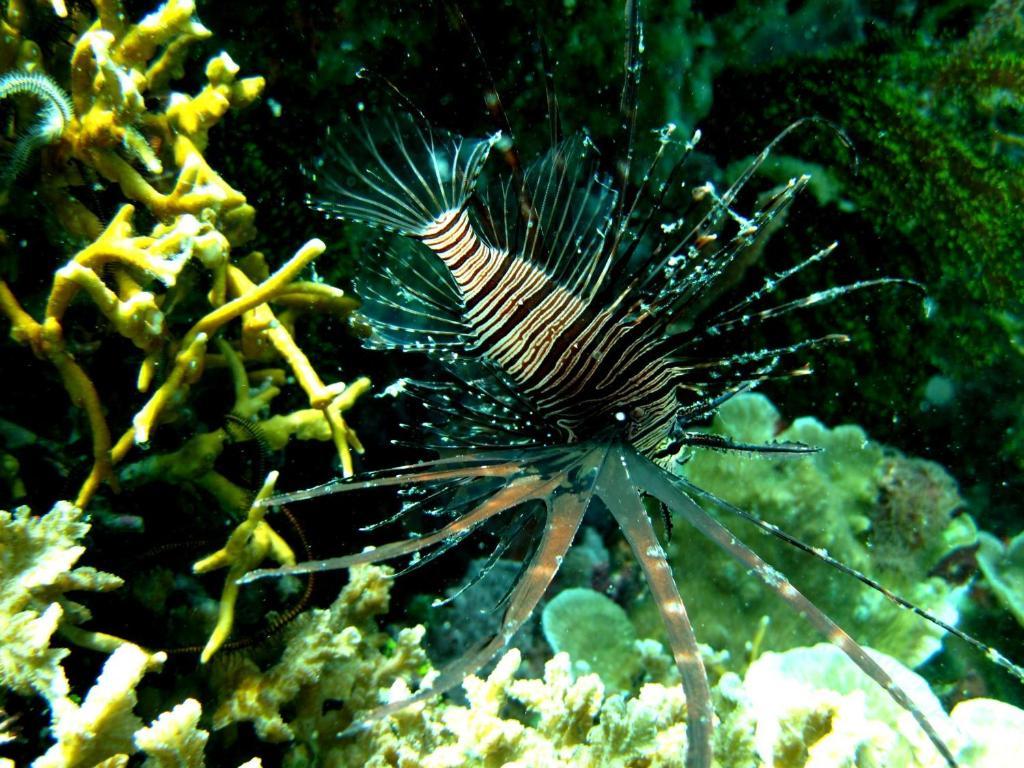 Kalipayan Beach Resort & Atlantis Dive Center Panglao Exterior foto